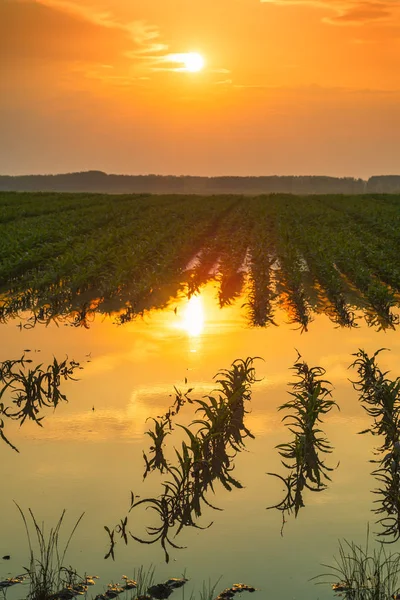 Überflutete junge Maisfeld-Plantage mit beschädigter Ernte im Sonnenuntergang — Stockfoto