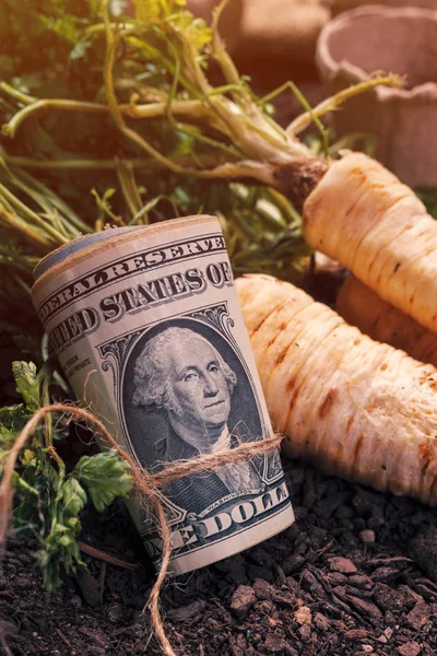 Making profit from organic parsley farming — Stock Photo, Image