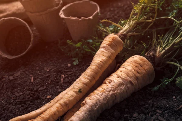 Biologisch peterselie teelt concept met vers geoogste wortel — Stockfoto