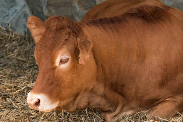 Vaca friesia holstein roja en granja lechera de ganado — Foto de Stock