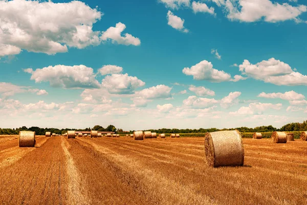 Round wheat hay bales drying in field stubble after harvest — Stock Photo, Image