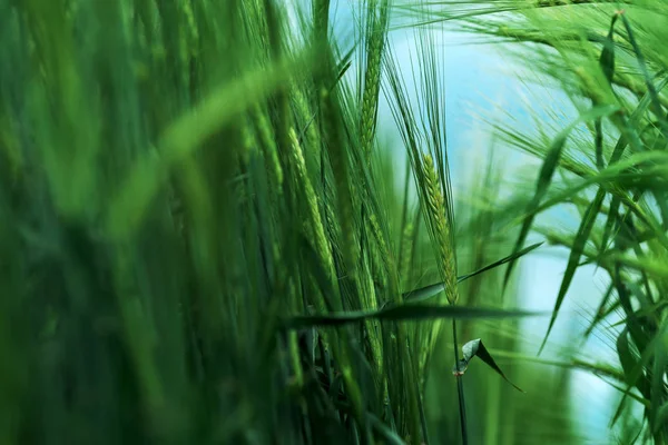 大麦（园艺粗俗）谷类作物 — 图库照片