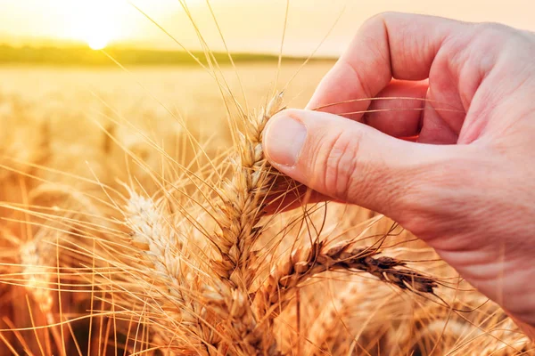 Hand examining ripe wheat crops in field — Stock Photo, Image