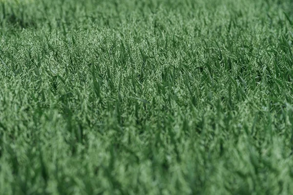 Зелене органічне поле плантації вівса — стокове фото
