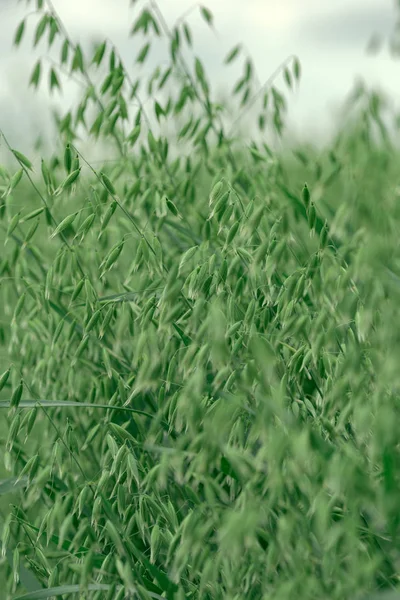 現地での oat 穂の開発 — ストック写真