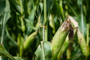 Kabuk mısır koçan