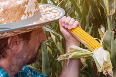 Çiftçi tarlada koçan üzerinde mısır incelenmesi