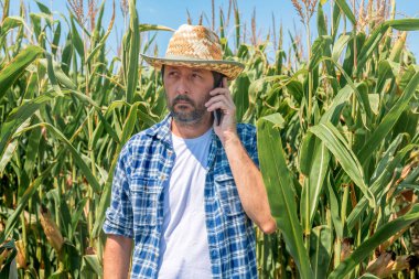 Mısır mısır tarlasında cep telefonuyla konuşan çiftçi