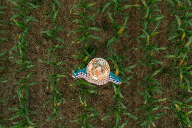 Yorgun bitkin çiftçi ekili sorgum alanında ayakta