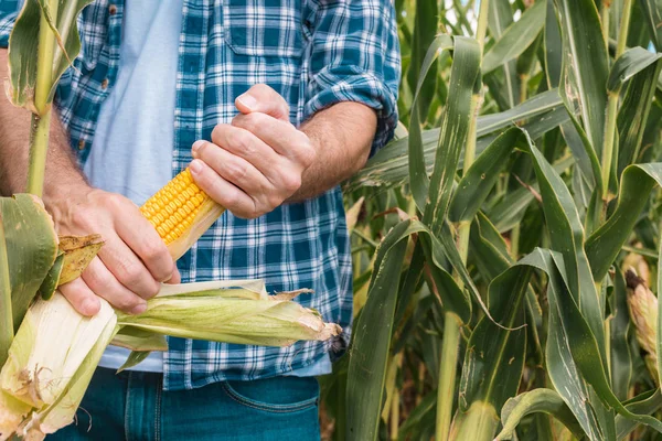 Agricoltore che esamina il mais sulla pannocchia in campo — Foto Stock