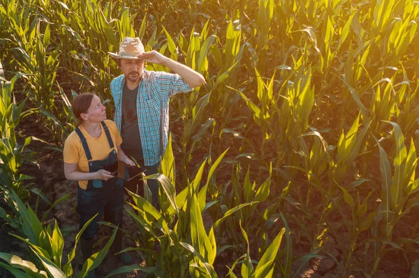 Female agronomist advising corn farmer in crop field — Stock Photo, Image