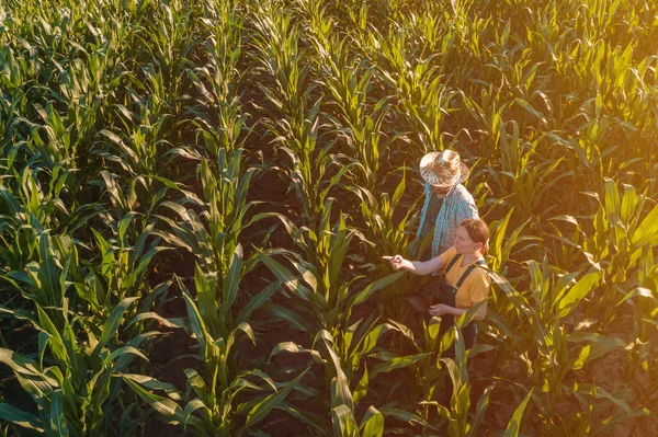 Agrónoma femenina asesora a agricultora de maíz en campo de cultivo —  Fotos de Stock