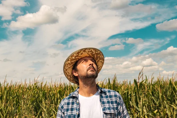 Grave coltivatore di mais sta guardando il cielo — Foto Stock