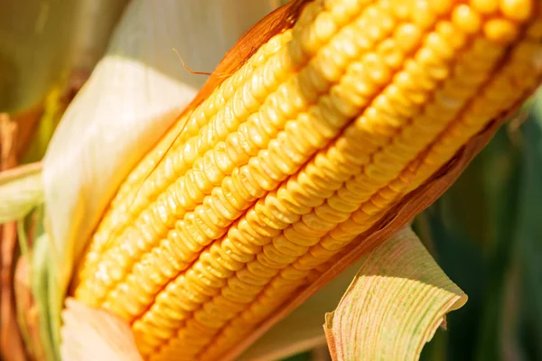 Granoturco maturo sulla pannocchia in campo — Foto Stock