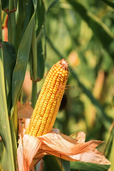 Ripe maize corn on the cob in field — Stock Photo, Image