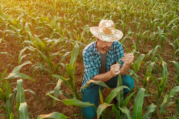 Agricultor examinando plantas de sorgo no campo — Fotografia de Stock
