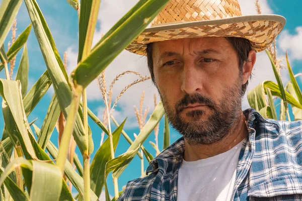 Agricultor que examina plantas de milho no campo — Fotografia de Stock