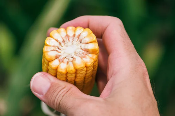 Close up of farmer's hand holding corn cob — Stock Photo, Image