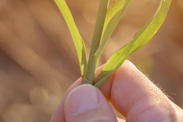 Landbouwer die sorghum spruiten in het veld onderzoekt — Stockfoto