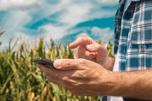Agronomist typing text message on smartphone out in corn field — Stock Photo, Image