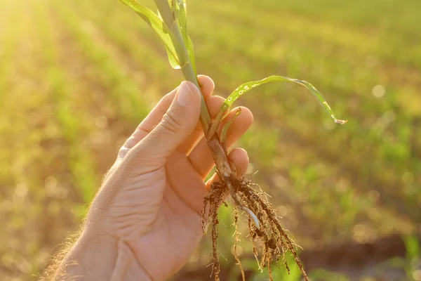 Farmer examining sorghum sprouts in field — Stock Photo, Image