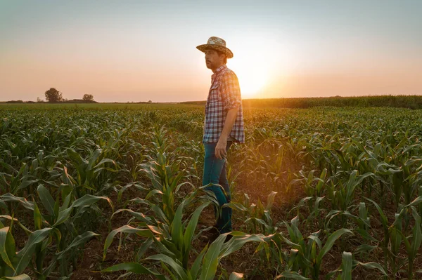 Cansado agricultor exausto em pé no campo de sorgo cultivado — Fotografia de Stock