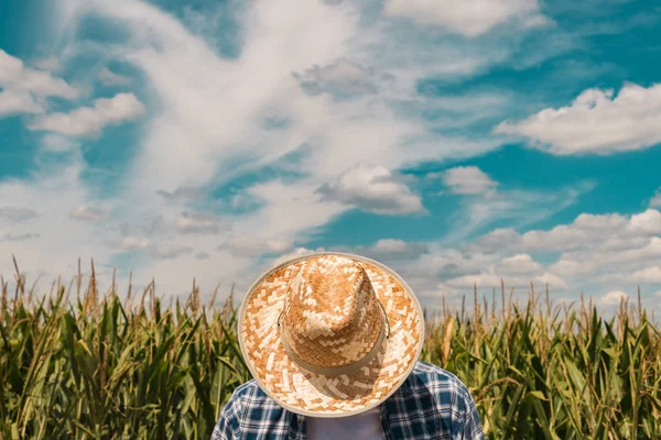 Agricultor de milho em campo de milho cultivado — Fotografia de Stock