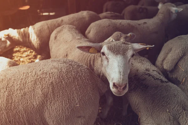 Овцы Иль де Франс стекаются в загоне на животноводческой ферме — стоковое фото