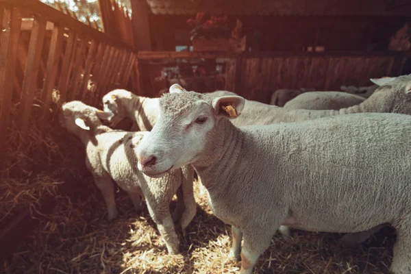 Troupeau de moutons d'Ile de France en enclos d'élevage — Photo