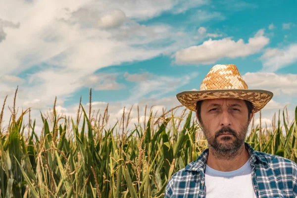 Retrato de um agrónomo sério no campo do milho — Fotografia de Stock