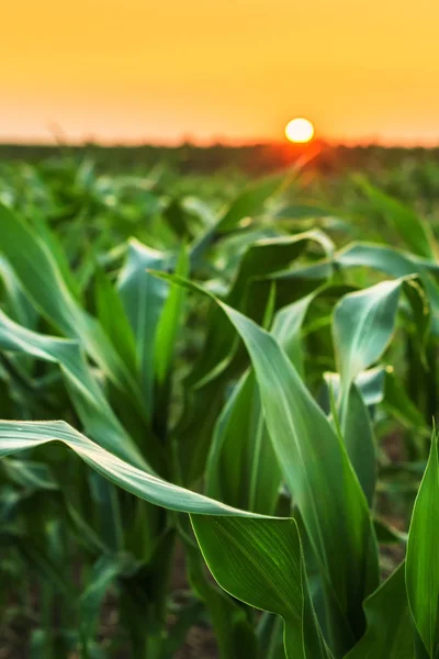 Campo de sorgo cultivado al atardecer — Foto de Stock