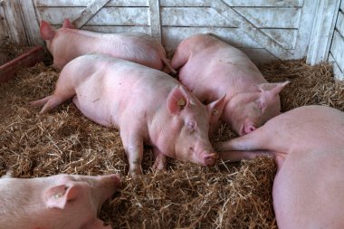 Amerikan yorkshire dişi domuzlar kalem