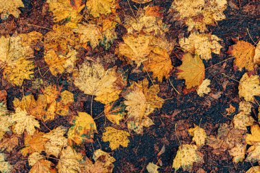 Zeminde ıslak akçaağaç yaprakları üst görünümü