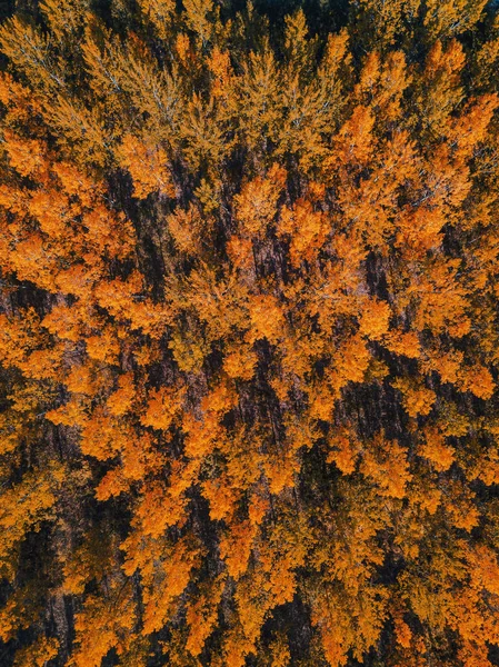 Vista aérea da bela floresta no outono — Fotografia de Stock