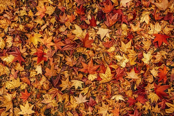 Wielokolorowy klon japoński jesienne suche liście na ziemi — Zdjęcie stockowe