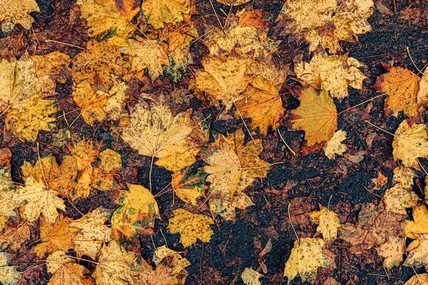Vista superior de hojas de arce húmedo en el suelo — Foto de Stock