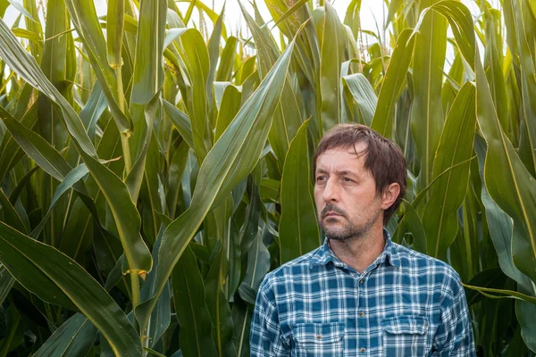 Confident corn farmer posing in field