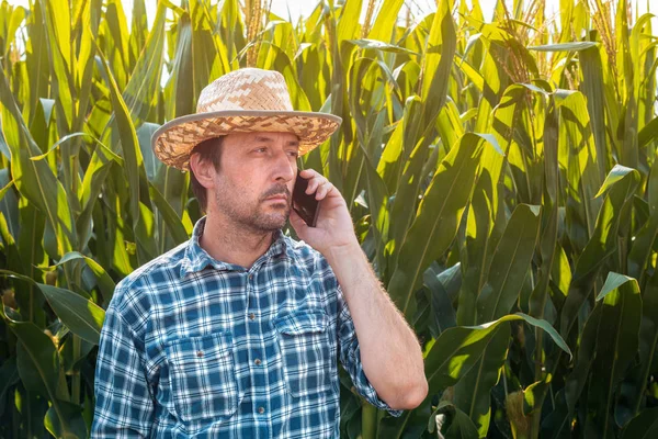 Corn farmer talking on mobile phone in crop field