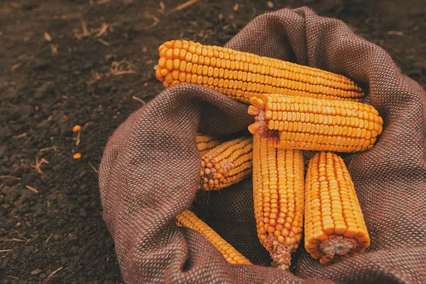 Muitas espigas de milho colhidas em saco de serapilheira — Fotografia de Stock