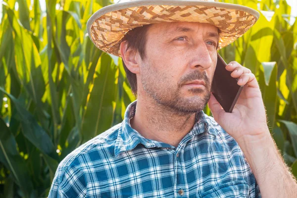 Corn farmer talking on mobile phone in crop field