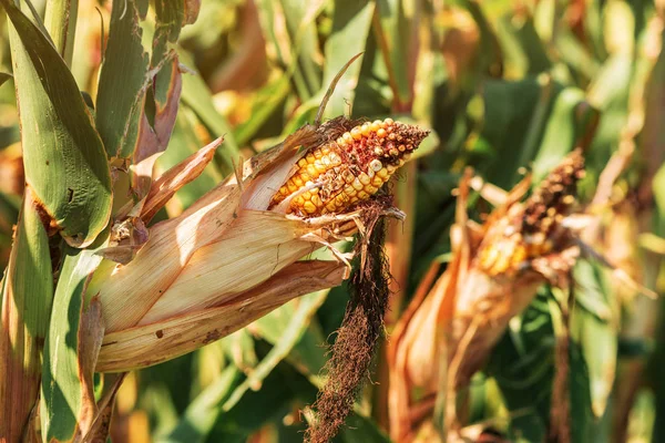 Beschadigd oor van maïs in veld — Stockfoto
