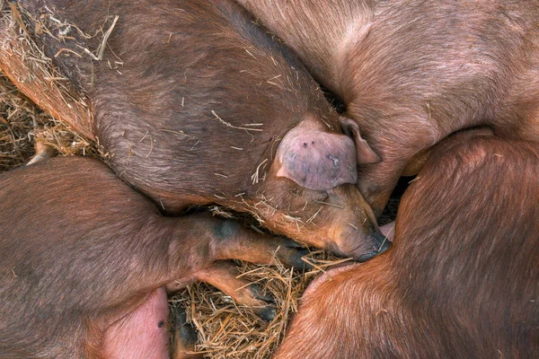 Çiftlik hayvanlarında kalemde uyuyan Danimarkalı duroc domuzları — Stok fotoğraf