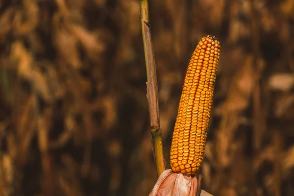Érett fül kukorica növény száron — Stock Fotó