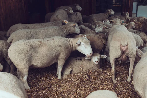 Ile de France schapen kudde in pen op vee boerderij — Stockfoto