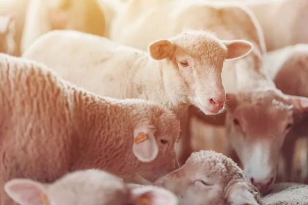 Ягненок в овечьей ручке на молочной ферме — стоковое фото