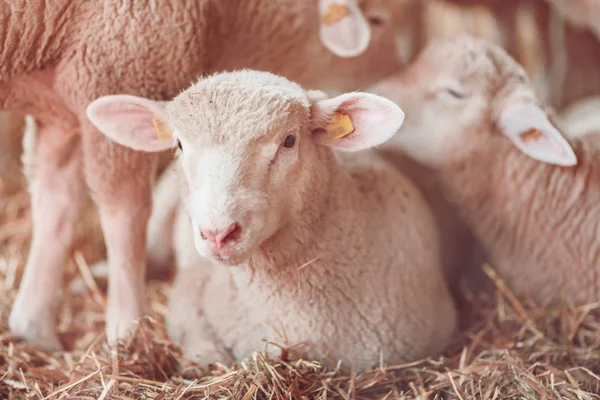 Agneau en enclos ovins dans la ferme laitière — Photo