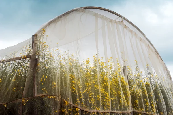 Organic sustainable growing rapeseed experiment in controlled co — Stock Photo, Image