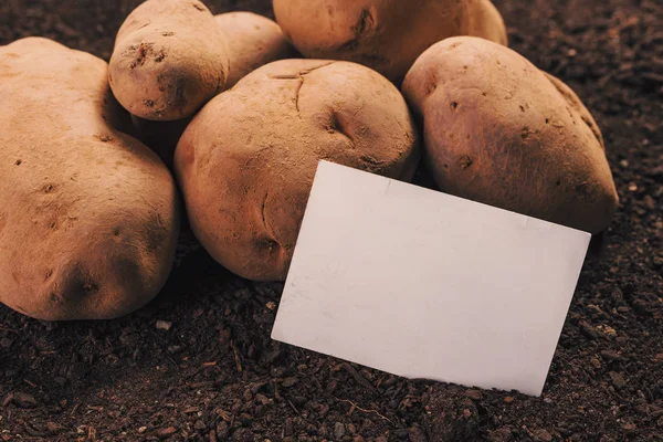 Tubérculo de batata orgânica e cartão de visita simulam — Fotografia de Stock