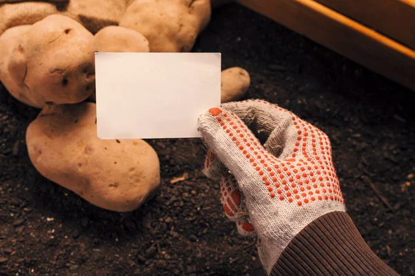 Agricultor de batata orgânica segurando cartão de visita em branco simular — Fotografia de Stock