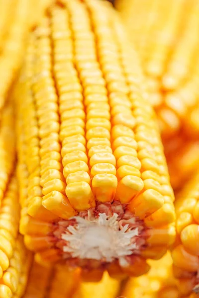 Close up of harvested corn cobs — Stock Photo, Image